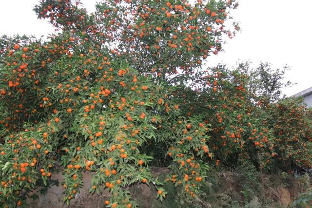 在官寨乡红岩社区,有这样一片经果林,一颗颗橘子树撑起一方收入